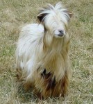 Sol-Orr's Renaissance