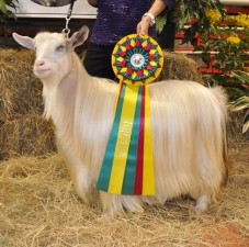 MCH Hobby Hills Margo, Best in Show Roadrunner Show, 2015