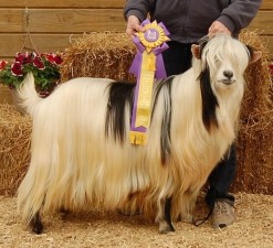 MCH Hobby Hills Paint The Town Red