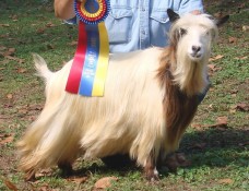 MCH Sol-Orr's Liliana