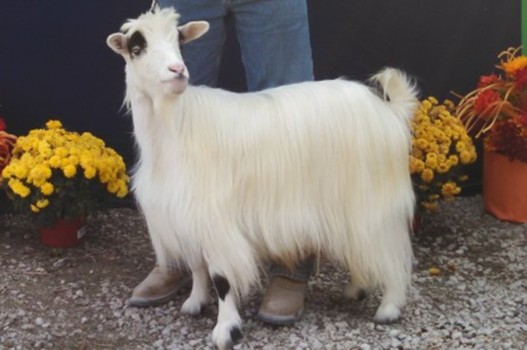 Westwind Acres Pascal