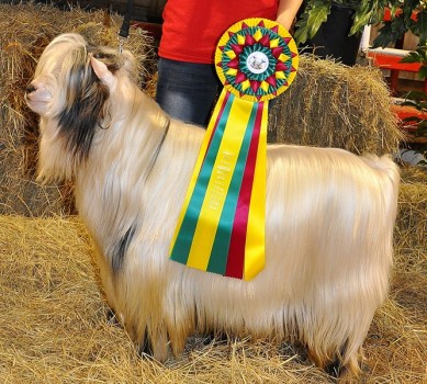 MCH Randolph's Hemingway 