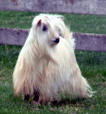 MCH Sol-Orr's Whiteout