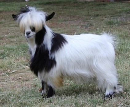 Bells Goats Elvis