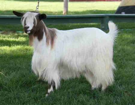Bells Goats Jean