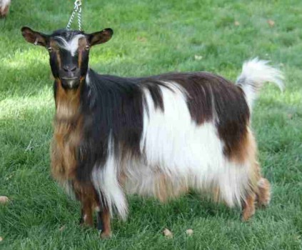 Bells Goats Jackie