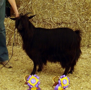 MCH Bayshore's Elvira