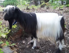 Bear Creek's Moonshine