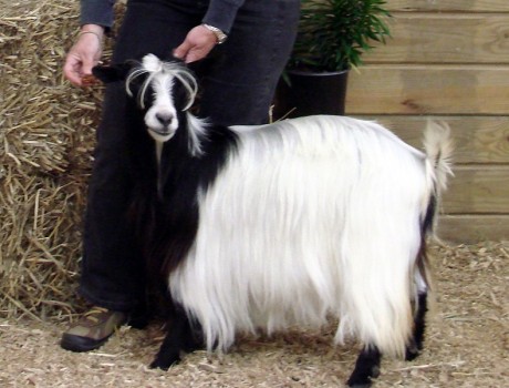 MCH ECF Orion's Cassiopeia