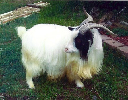 MCH Green Pastures Romeo