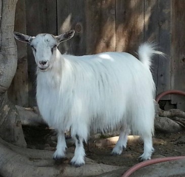 MCH Sol-Orr's Sugar Pie