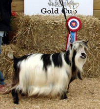 MCH Springs Run Mackintosh