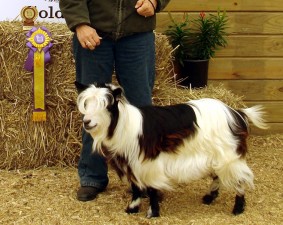 Sol-Orr's Whisper In The Wind