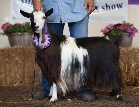 MCH Sol-Orr's Secret Hope