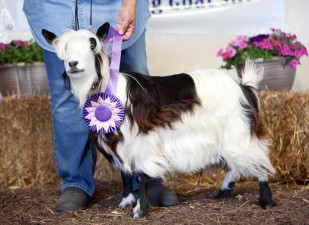 Sol-Orr's Whisper In The Wind