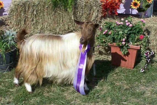 Westwind Acres Brown Sugar