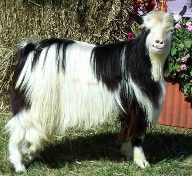 Hobby Hills Platinum