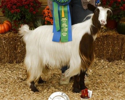 Bear Creek's Cosette