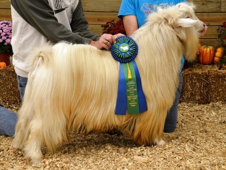 Doe Creek's Truffles N Cream