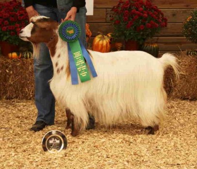 Flying J Fainter's Midori