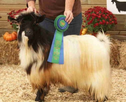 Flying J Fainter's Musket