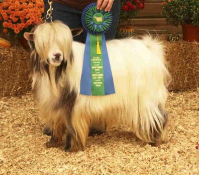 Flying J Fainter's Pype Dream