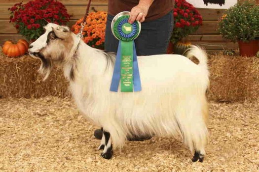 Flying J Fainter's Saraphina