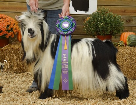 MCH Springs Run Mackintosh