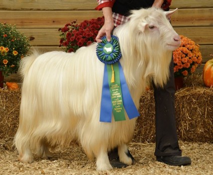 Sol-Orr's Bourbon And Branch