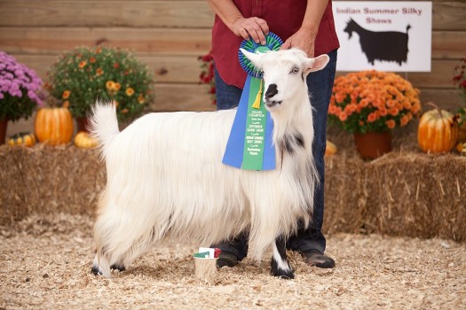 Sol-Orr's Chantilly Lace