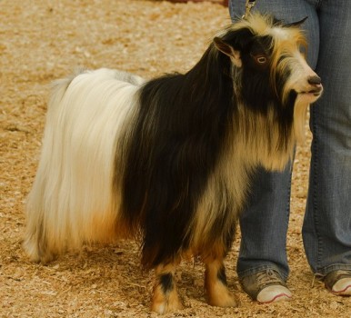 Sol-Orr's Montgomery