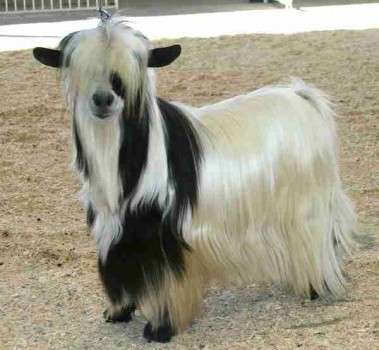 MCH Bells Goats Elvis