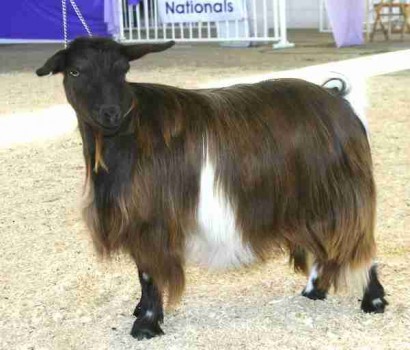 Bells Goats Eternity