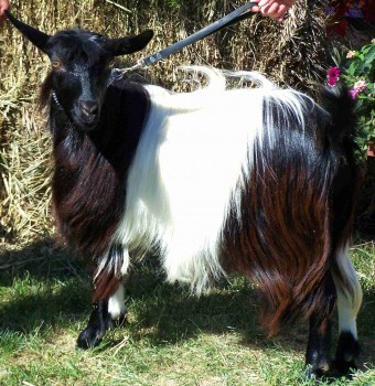 Hobby Hills Iza Juju Bean