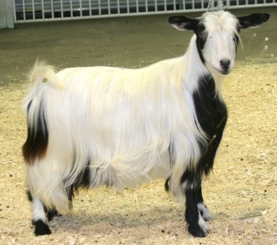 Hobby Hills Rock Star