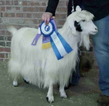 Westwind Acres Fool's Gold