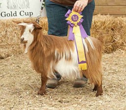 Flying J Secret Obsession