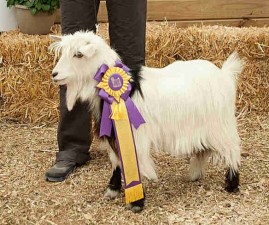 Sol-Orr's Miss Saigon