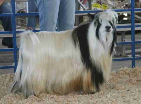 MCH Bells Goats Elvis