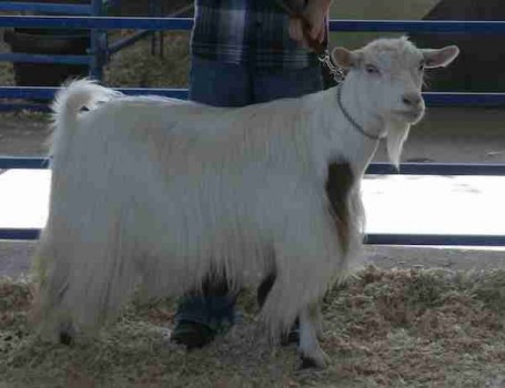 Flying J Fainter's Winter Echo