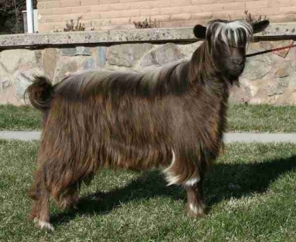 Bells Goats Miss Ellie