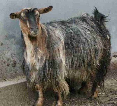 Bells Goats Annie