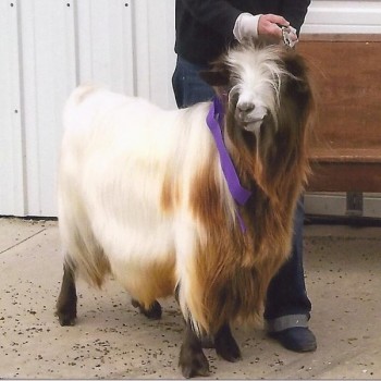 MCH Bear Creek's Kekoa