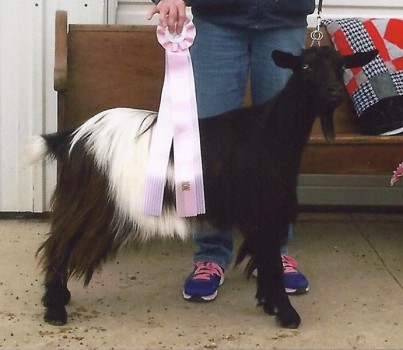 Hobby Hills Bedazzled