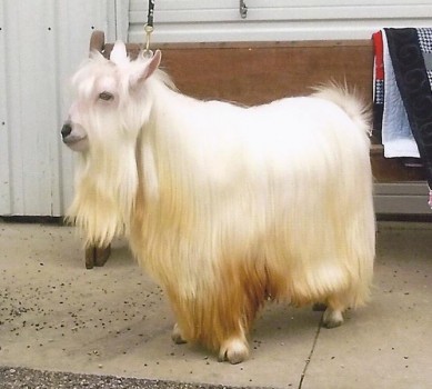 MCH Westwind Acres Erin