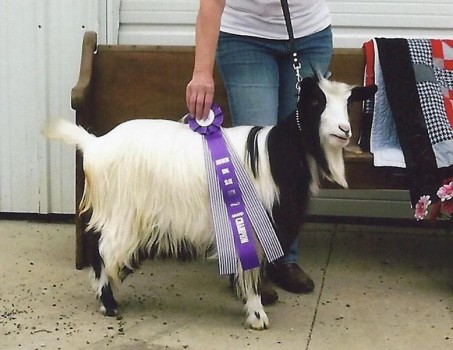 Westwind Acres Malikhi