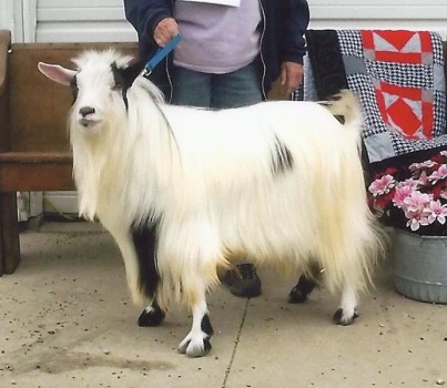 Whitehouse Silkies Bruiser