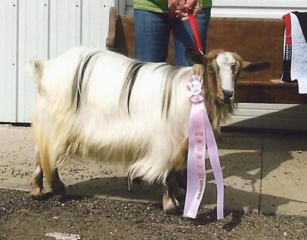 Flying J Winter's Dream