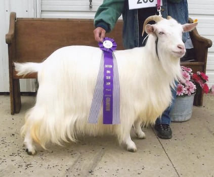 Whitehouse Silkies Marshmallow