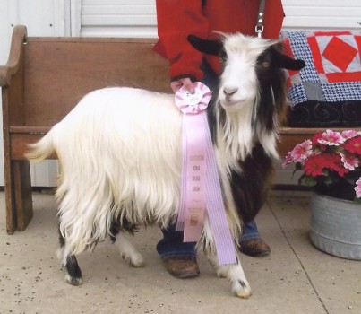 Westwind Acres Malikhi